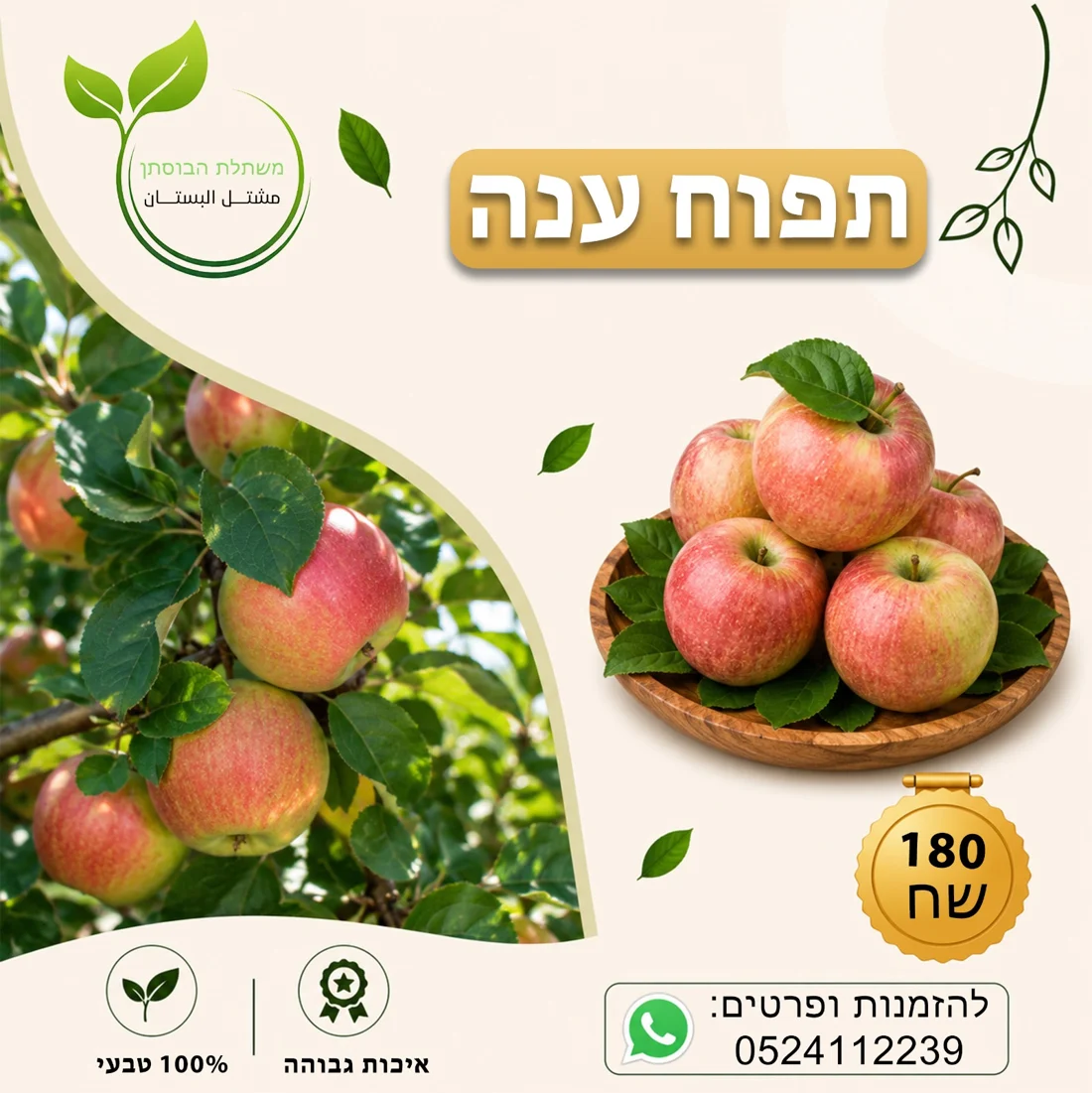 תפוח ענה — תמונת פרי להמחשה