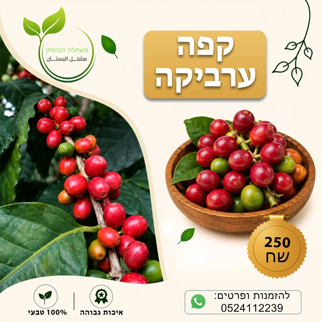קפה ערביקה — תמונת פרי להמחשה