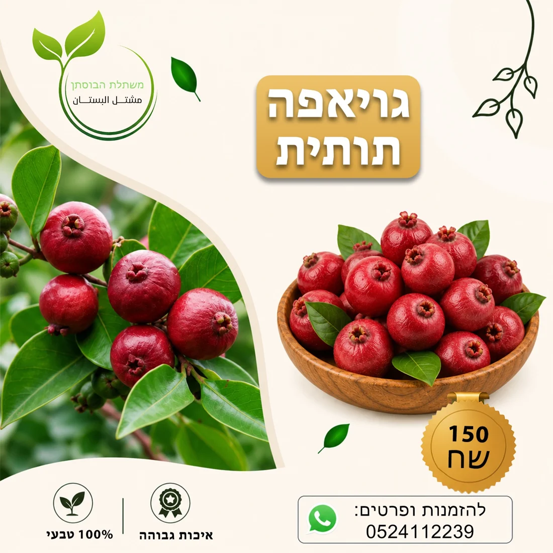 גויאבה תותית — תמונת פרי להמחשה